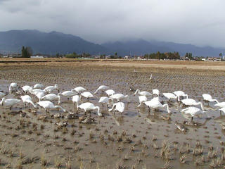 101129_1201_安曇野市の水田で休息するコハクチョウ（安曇野市）