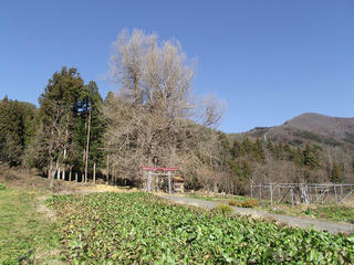 101205_1333_神戸のイチョウ（飯山市）