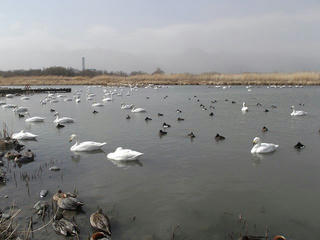 110227_1251_御宝田遊水池のコハクチョウ（安曇野市）