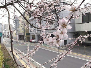 110402_0844_長野市立長野図書館に咲く魯桃桜（長野市）
