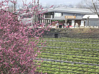 110402_1054_大王わさび農場（安曇野市）