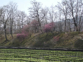 110402_1059_大王わさび農場（安曇野市）