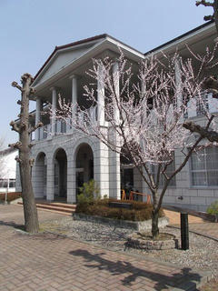 110402_1124_南安曇教育文化会館前に咲く魯桃桜（安曇野市）