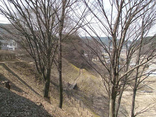 110402_1205_松本市四賀赤怒田の福寿草群生地（松本市）