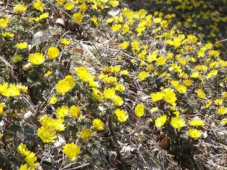110402_1202_松本市四賀赤怒田の福寿草群生地（松本市）