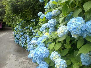 100704_1301_谷厳寺のあじさい（中野市）