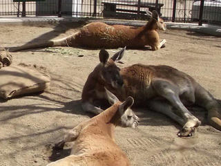 110410_1340_須坂市動物園（須坂市）