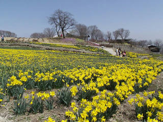 110410_1223_信州国際音楽村「すいせん祭り２０１１」（上田市）