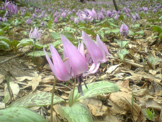 110416_0918_長野市里島のかたくり群生地（長野市）