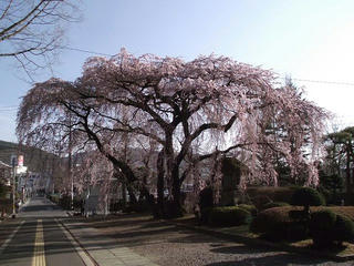 110416_1624_塩尻市役所前のシダレザクラ（塩尻市）