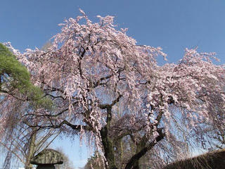 110416_1621_塩尻市役所前のシダレザクラ（塩尻市）