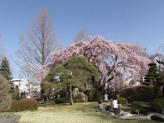 110416_1620_塩尻市役所前のシダレザクラ（塩尻市）
