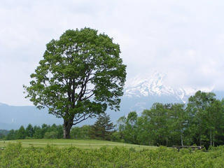 080607_1049_開田高原のコナラ（木曽町）