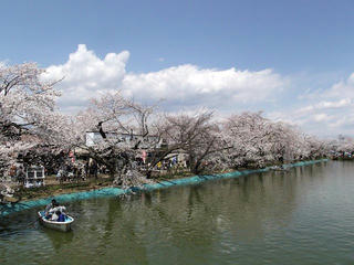110424_1138_臥竜公園のサクラ（須坂市）