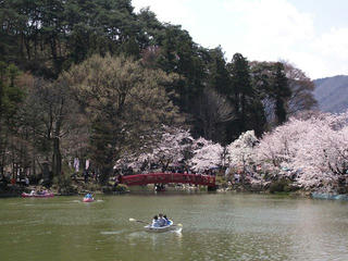 110424_1140_臥竜公園のサクラ（須坂市）