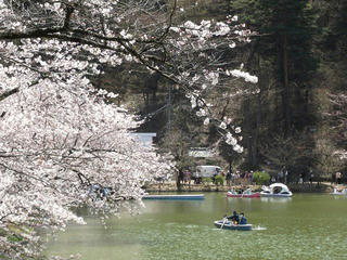 110424_1141_臥竜公園のサクラ（須坂市）