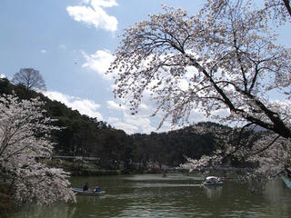 110424_1151_2_臥竜公園のサクラ（須坂市）