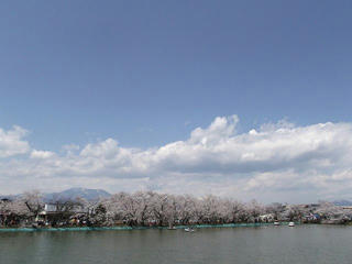 110424_1143_臥竜公園のサクラ（須坂市）