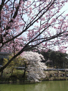 110424_1148_臥竜公園のサクラ（須坂市）