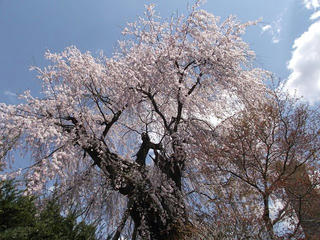 110424_1235_大広院のシダレザクラ（須坂市）