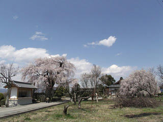 110424_1232_大広院のシダレザクラ（須坂市）