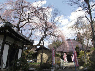 110424_1255_萬龍寺のシダレザクラ（須坂市）