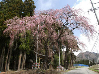 110424_1259_亀倉神社のシダレザクラ（須坂市）