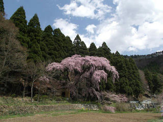 110424_1313_大日向観音堂夫婦しだれ桜（須坂市）