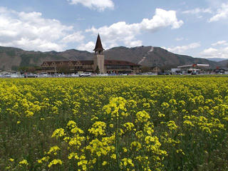 110429_1210_安曇野スイス村の菜の花畑と光城山の桜並木（安曇野市）