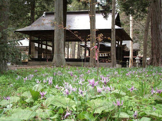 110429_1426_出早公園のカタクリ（岡谷市）