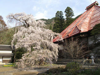 110430_0713_1_長みょう寺のしだれ桜（須坂市）