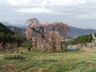 110430_0725_弁天さんのしだれ桜（須坂市）