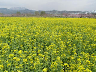 110430_0835_千曲川ふれあい公園（小布施町）