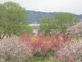 110430_0840_千曲川ふれあい公園（小布施町）