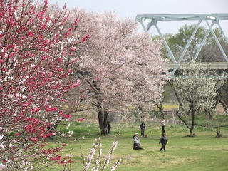 110430_0838_千曲川ふれあい公園（小布施町）