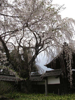 110430_1302_谷巌寺の桜（中野市）