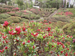 110503_1008_台城公園のつつじ（松川町）