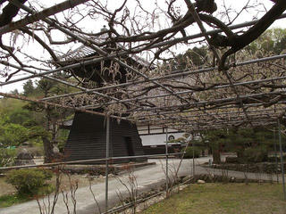 110503_1023_泉龍院の三色藤（豊丘村）