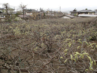 110503_1038_阿島の大藤（喬木村）