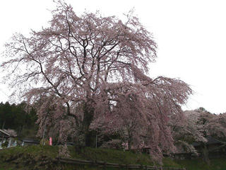 110503_1230_宝蔵寺の桜（売木村）