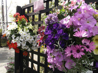 110504_0834_善光寺花回廊 ながの花フェスタ２０１１（長野市）