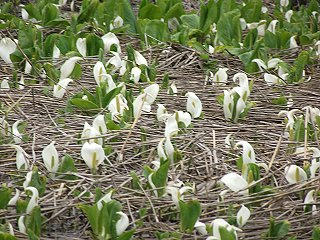110504_1532_いもり池のミズバショウ（新潟県妙高市）