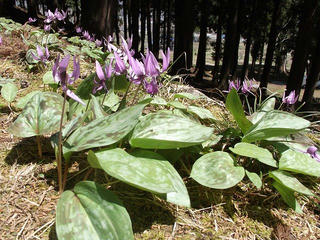 110505_1242_健御名方富命彦神別神社に咲くカタクリ（飯山市）