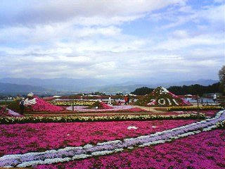 110507_1438_伊那小沢の花公園に咲くシバザクラ（伊那市）
