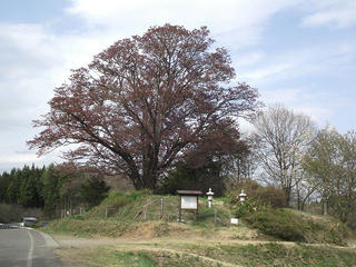 110507_1518_地蔵久保のオオヤマザクラ（飯綱町）