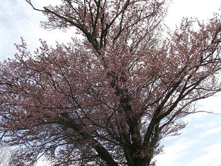 110507_1520_1_地蔵久保のオオヤマザクラ（飯綱町）