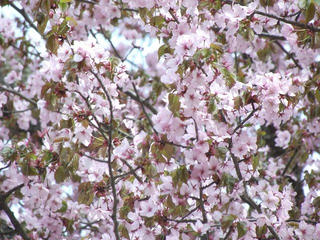 110507_1520_2_地蔵久保のオオヤマザクラ（飯綱町）