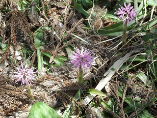 110508_1312_大久保池のミズバショウ（信濃町）