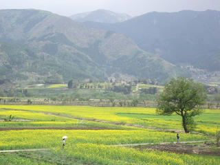 110508_1129_飯山菜の花公園（飯山市）