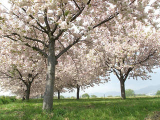 110508_0930_千曲川ふれあい公園（小布施町）